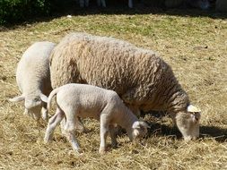 Lamb May Animals