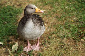 domestic grey goose