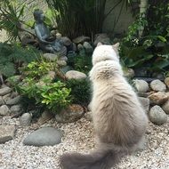 cat in landscape park rear view