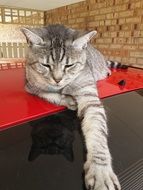 gray cat on a shiny table