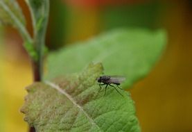 fly sitting on the leaf close-up on blurred background