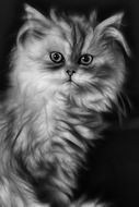 Domestic Persian cat