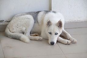 White husky lying