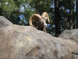 Picture of the horned goat animal in nature