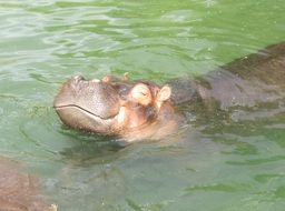 hippopotamus stuck his head out of the pond