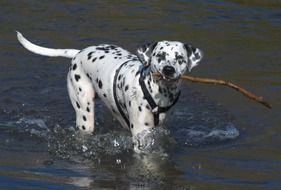 Picture of Dalmatians Dog in a water