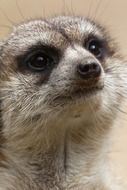 photo of meerkat head