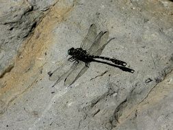 black Dragonfly on grey stone