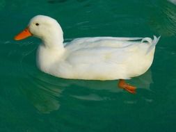 beatuful white duck in turquoise water close up