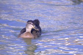 beautiful and cute Mallard duck