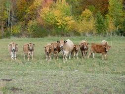 cows in the pasture in the fall