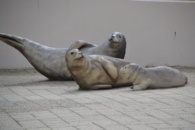 Robbe marine Animal Stature