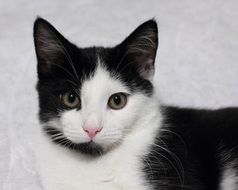 adorable black and white cat