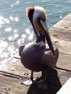 Pelican bird near water