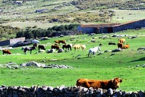 cows on green grass in the countryside, spain