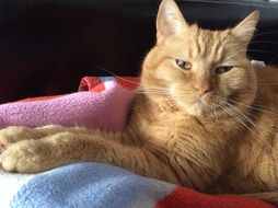 ginger domestic cat in relaxation