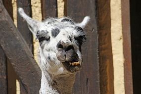 portrait of Lama funny Face in Zoo