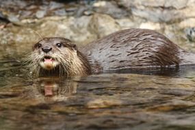 wet brown otter in the pond