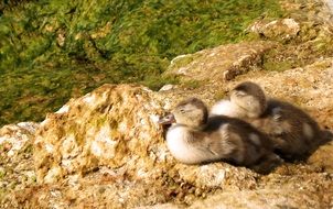 beautiful and cute Ducks Chicks on a stone