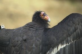 bird of prey Portrait, usa, California