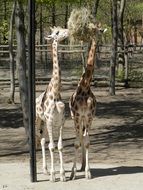 giraffes near the tree at the zoo