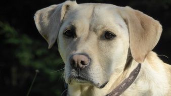 portrait of Dog animal