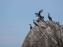 Splices Birds Norway Lofoten