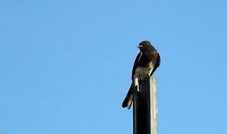 black phoebe on a wooden pillar in America