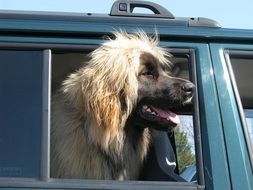 domestic dog looks out of car window