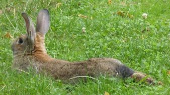 Brown Rabbit Lying on grass