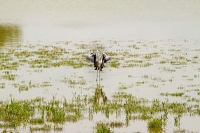 grey heron in wetland