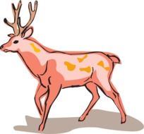 Picture of wild deer