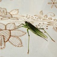 Green Grasshoppers is on a table