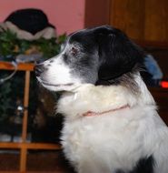 portrait of a dog in the house