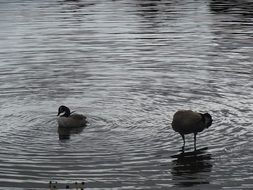 Geese Lake