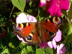 peacock butterfly on a pink flower in the garden