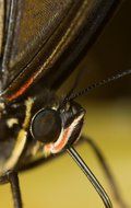 butterfly head close up