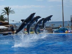 dolphins do pool stunts