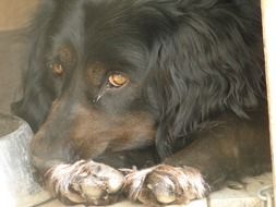 the dog lies near the wall