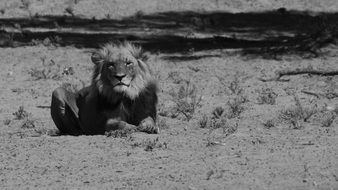 black and white photo of a lion in the wild