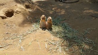 two prairie dogs at the zoo