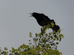 Black Bird Silhouette on Tree