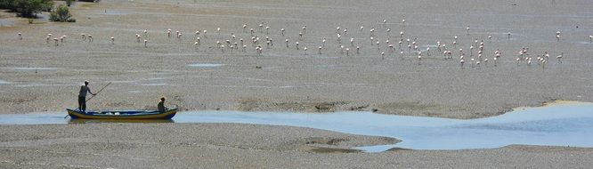 two men Fishing on Boat near flock of Flamingos, india