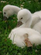 cute white swans