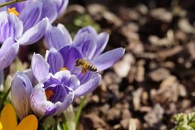bee pollinating purple crocus