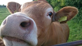 curious farm cow