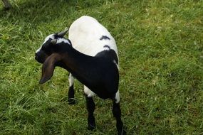 black and white goat on a green pasture