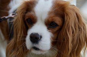 Cavalier King Charles spaniel on a leash