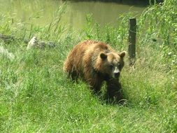 walking brown bear