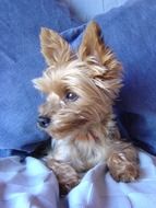 fluffy puppy on a blue blanket